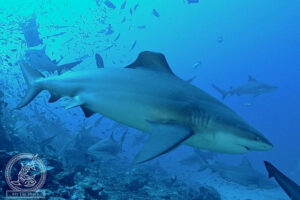 Sharkbite